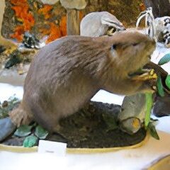 Stuffed beaver with tree branch