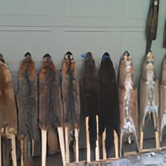 Fish drying in traditional method