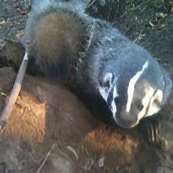 Close-up of a badger outdoors